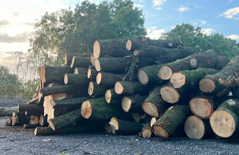 ganterholz-baumstaemme